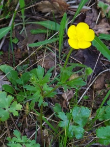 Ranunculus bulbosus