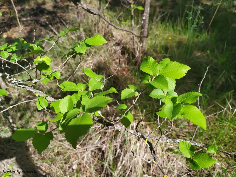 Ulmus minor