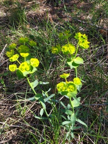 Euphorbia serrata