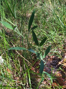 Lathyrus latifolius