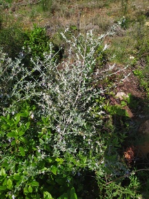 Teucrium fruticans