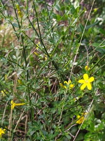 Chrysojasminum fruticans