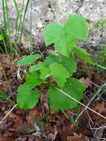Vitis labrusca 'Isabella'