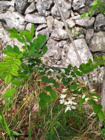 Robinia pseudoacacia