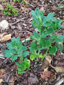 Vicia narbonensis