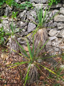 Yucca