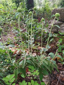 Phlomis fruticosa