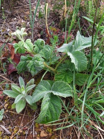 Rubus canescens