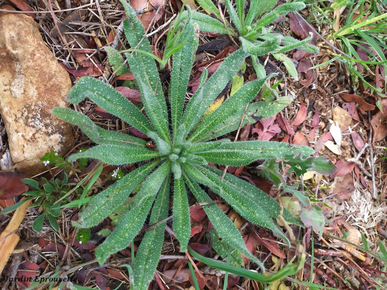Echium vulgare