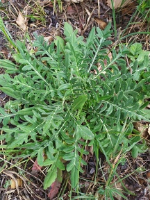Knautia collina