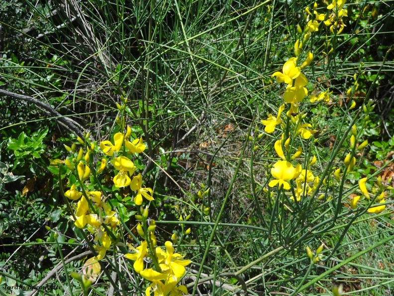 Spartium junceum