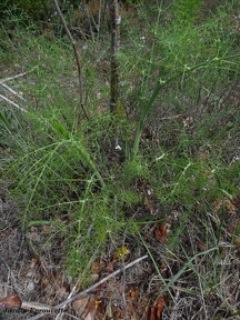 Foeniculum vulgare