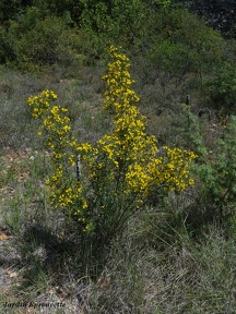 Genista scorpius