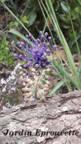Muscari comosum