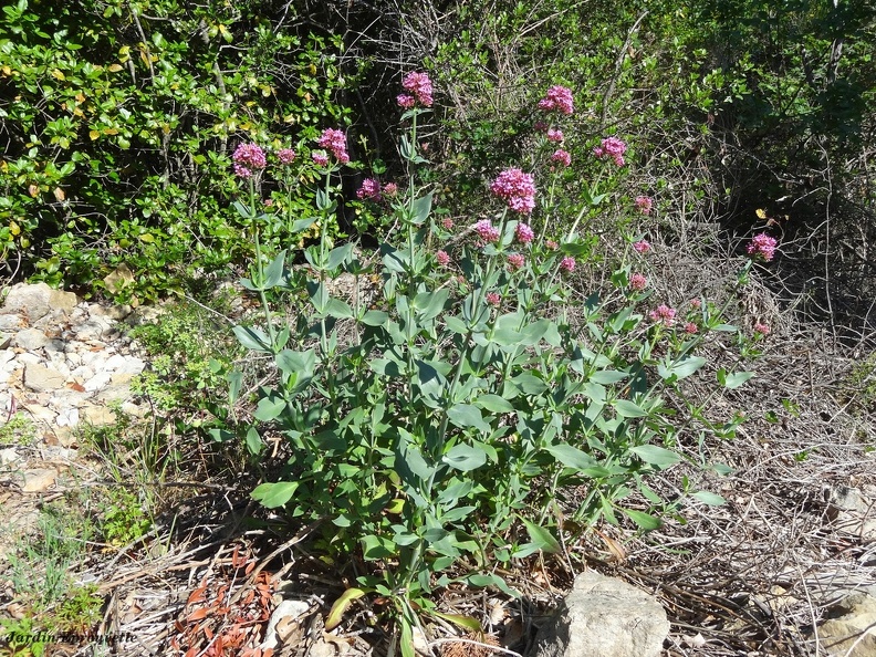 Valeriana rubra