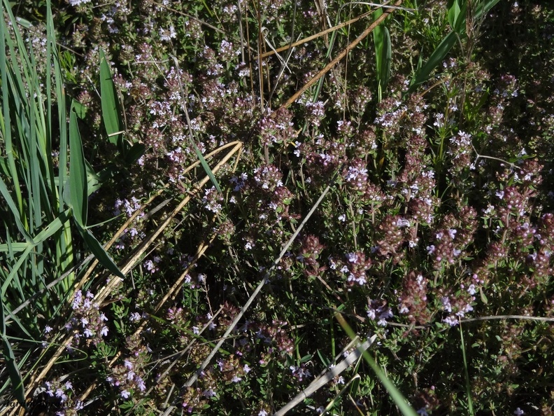 Thymus vulgaris