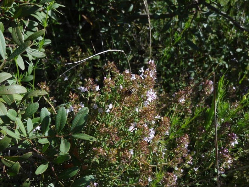 Thymus vulgaris