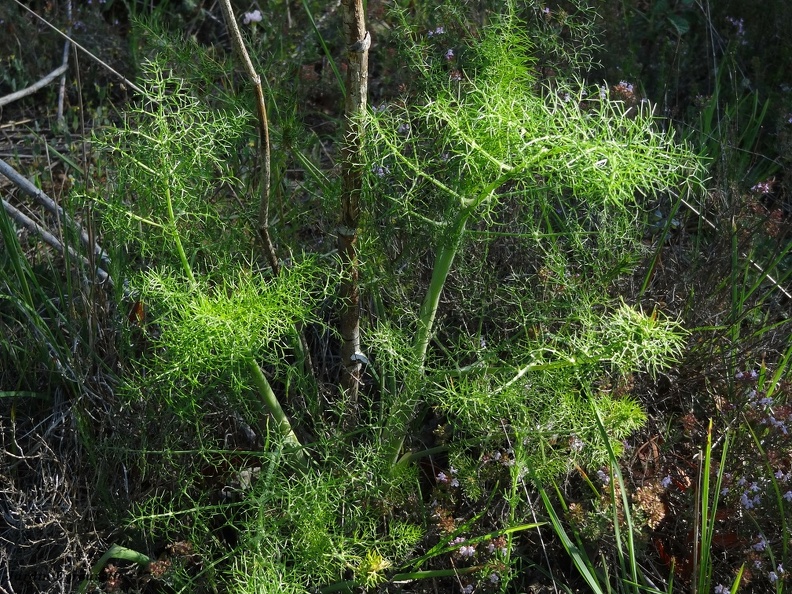 Foeniculum vulgare
