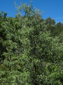 Pyrus spinosa