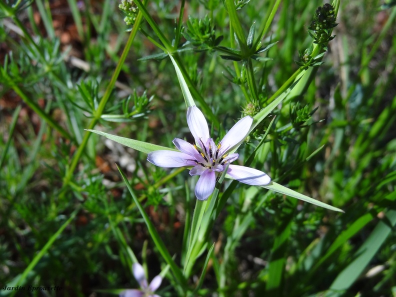 Geropogon hybridus