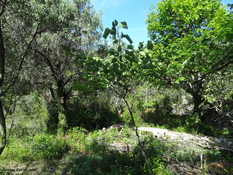 Cercis siliquastrum