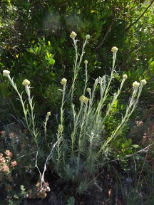 Helichrysum stoechas