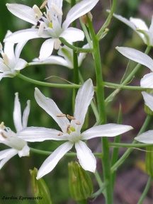 Ornithogalum narbonense