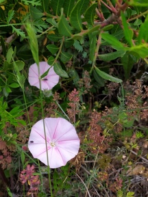Convolvulus cantabrica