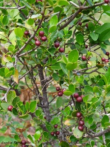 Rhamnus alaternus