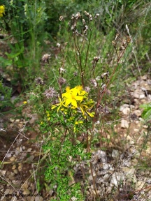 Hypericum perfoliatum