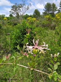 Lonicera etrusca Santi