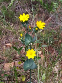 Blackstonia perfoliata