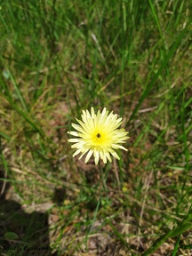 Urospermum dalechampii