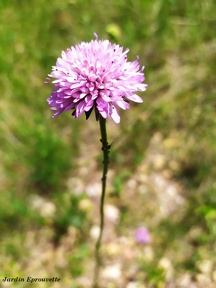 Knautia arvensis
