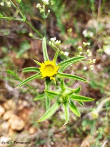 Pallenis spinosa