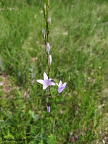 Campanula rapunculus