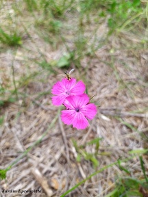 Dianthus carthusianorum