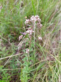 Origanum vulgare