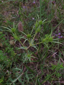 Eryngium campestre