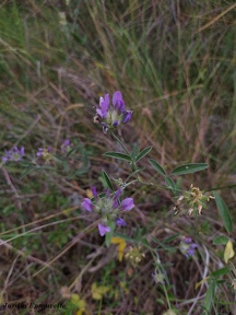 Bituminaria bituminosa