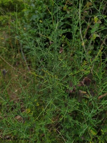 Genista scorpius