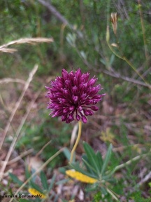 Allium sphaerocephalon