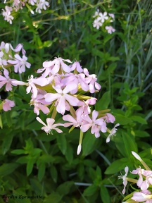 Saponaria officinalis
