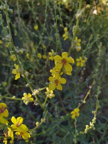 Verbascum sinuatum