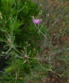 Centaurea paniculata
