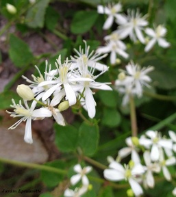 Clematis flammula