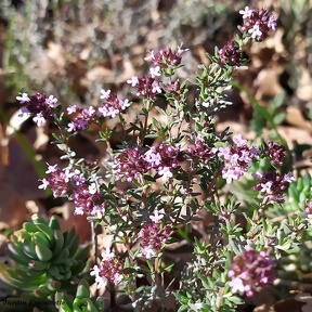 Thymus vulgaris