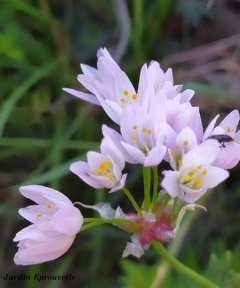 Allium roseum