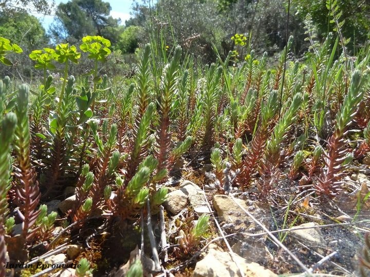 Petrosedum rupestre