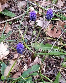 Muscari à toupet